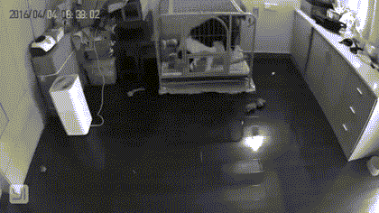 人生第一次养狗，也可能是最后一次...-4.gif