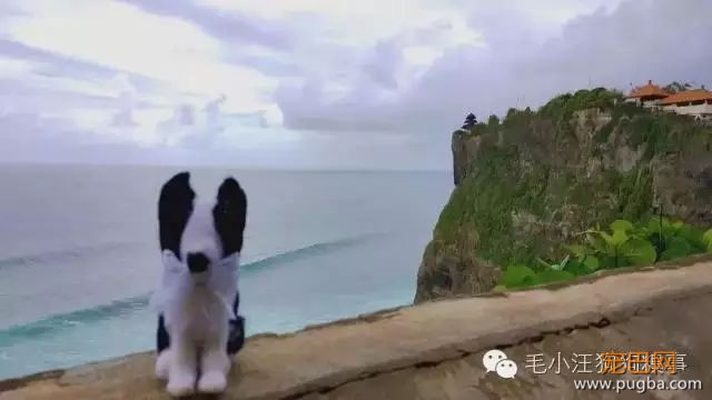 人生第一次养狗，也可能是最后一次...-1.jpeg