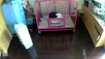 人生第一次养狗，也可能是最后一次...-6.gif