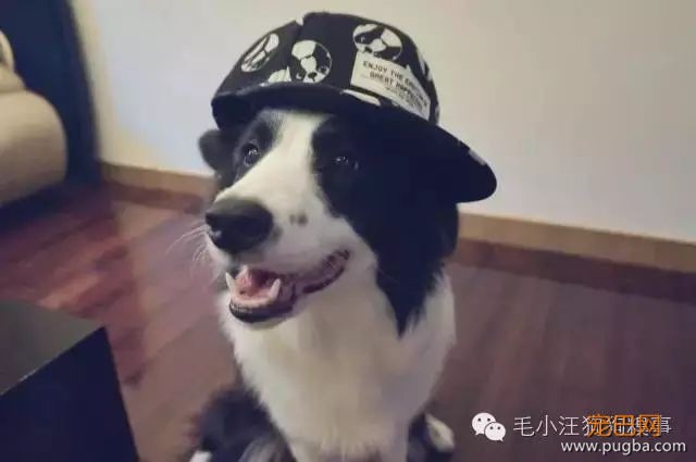 人生第一次养狗，也可能是最后一次...-7.jpeg
