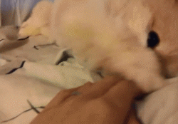 打赌！你肯定躲不过这只狗狗的撒娇攻势~-2.gif