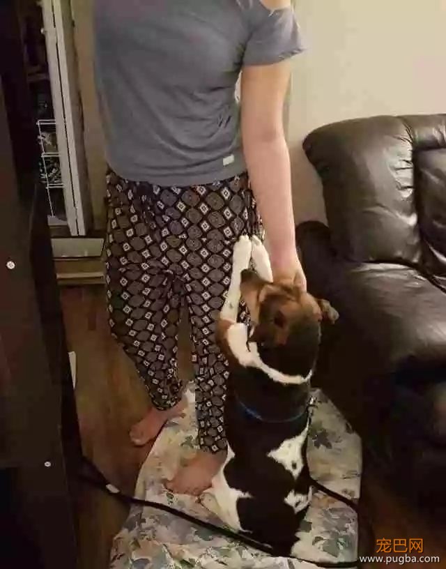 打赌！你肯定躲不过这只狗狗的撒娇攻势~-10.jpeg