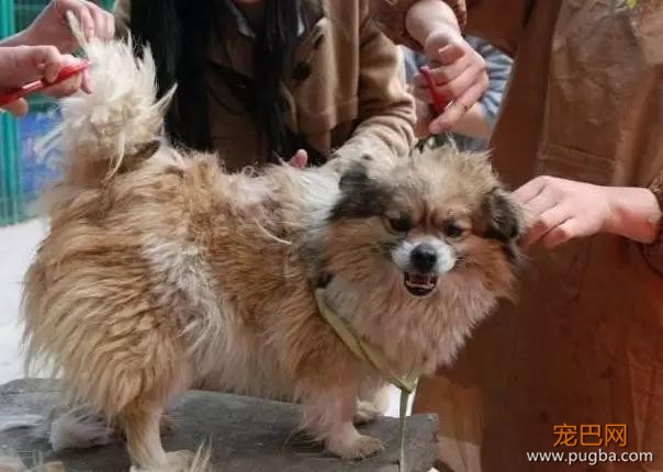 帕丁顿熊竟然是只巧克力色小狗？萌得一脸熊样儿～-14.jpg