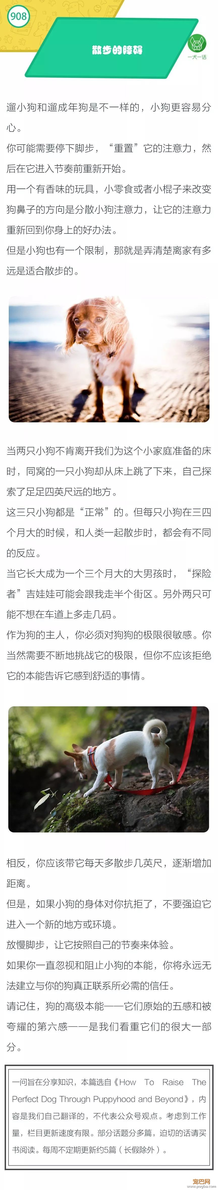 带狗散步很简单？这么多障碍你没注意到-1.jpeg