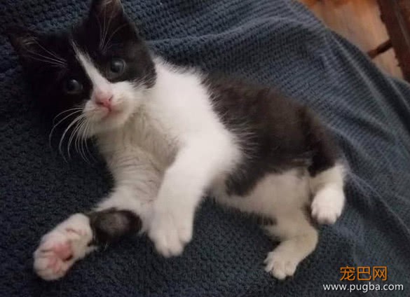 一只濒死的奶牛猫，被送入ICU治疗，凭借自己的意志活了下来-5.jpeg