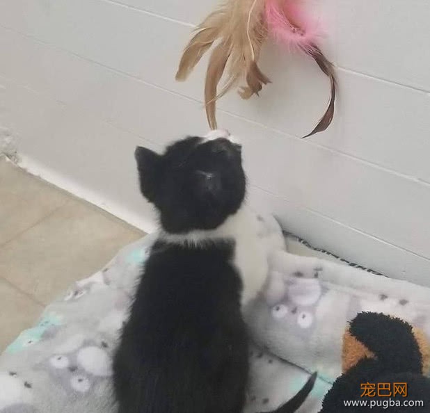 一只濒死的奶牛猫，被送入ICU治疗，凭借自己的意志活了下来-3.jpeg