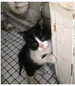 一只濒死的奶牛猫，被送入ICU治疗，凭借自己的意志活了下来-1.jpeg