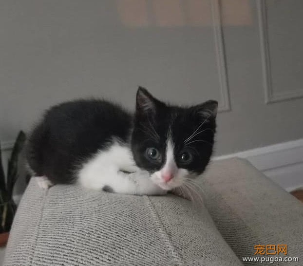 一只濒死的奶牛猫，被送入ICU治疗，凭借自己的意志活了下来-4.jpeg