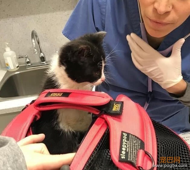 一只濒死的奶牛猫，被送入ICU治疗，凭借自己的意志活了下来-2.jpeg