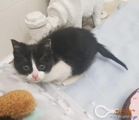一只濒死的奶牛猫，被送入ICU治疗，凭借自己的意志活了下来-6.jpeg