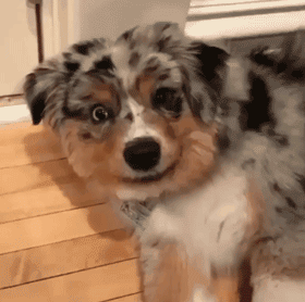你口口声声说爱狗，但有些事情你真的不知道！-2.gif