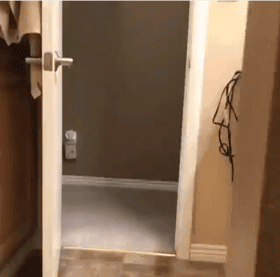 你口口声声说爱狗，但有些事情你真的不知道！-4.gif