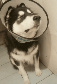 你口口声声说爱狗，但有些事情你真的不知道！-5.gif