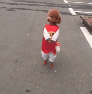 你口口声声说爱狗，但有些事情你真的不知道！-7.gif
