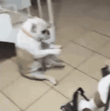 你口口声声说爱狗，但有些事情你真的不知道！-8.gif