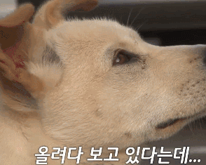 这群小孩，专门给流浪狗“设了个圈套”-3.gif