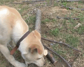 这群小孩，专门给流浪狗“设了个圈套”-5.gif