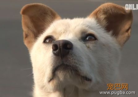 这群小孩，专门给流浪狗“设了个圈套”-8.jpeg