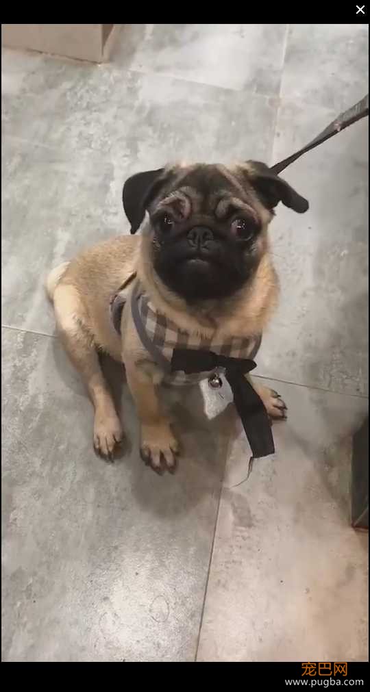 丢失巴哥犬.png
