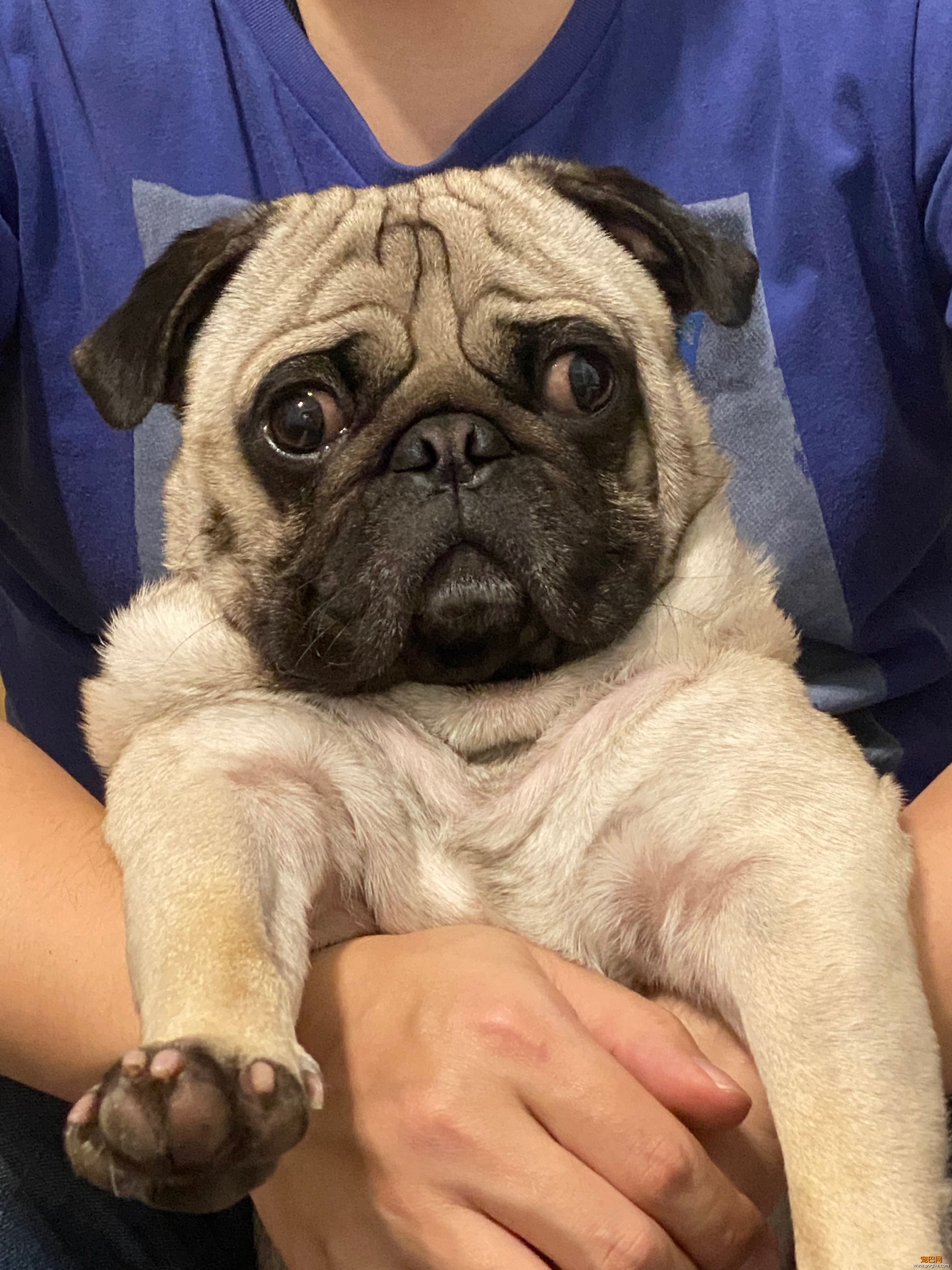 巴哥犬