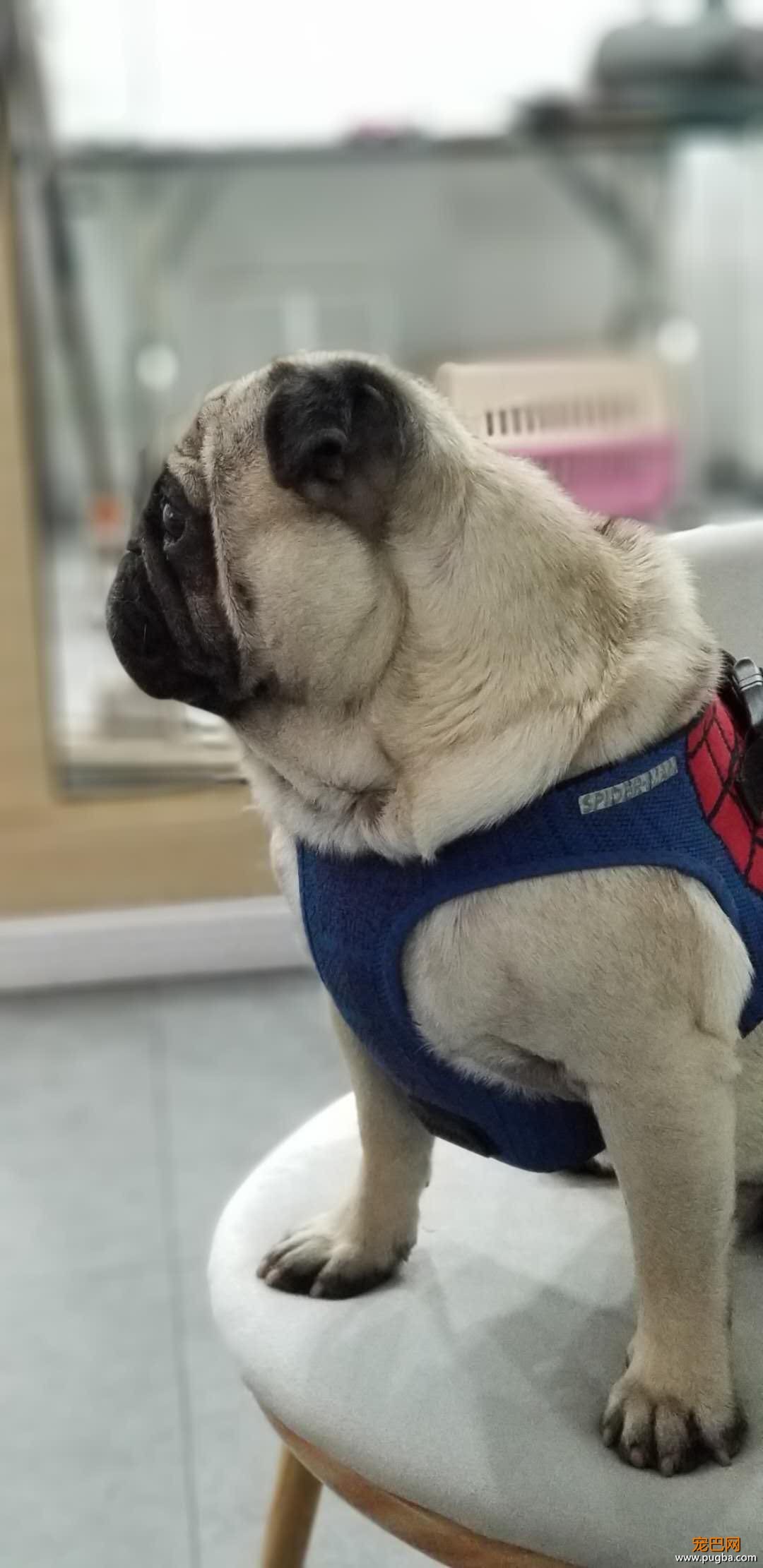 巴哥犬