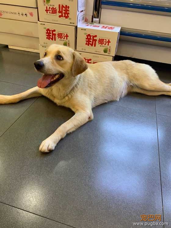 宠物领养