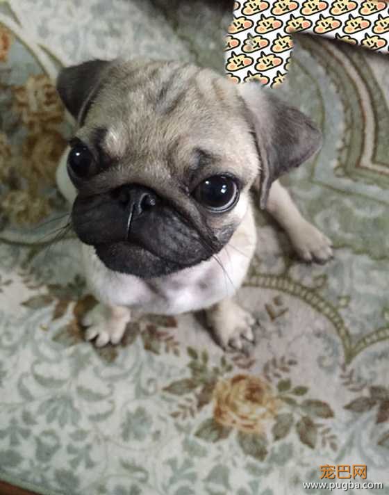 巴哥犬嘟嘟