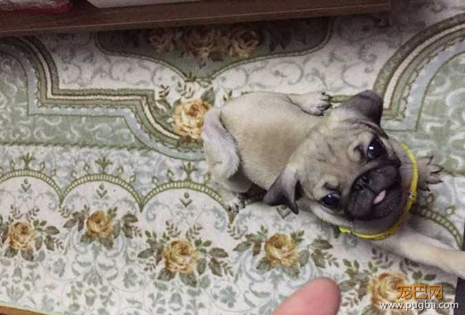 巴哥犬嘟嘟