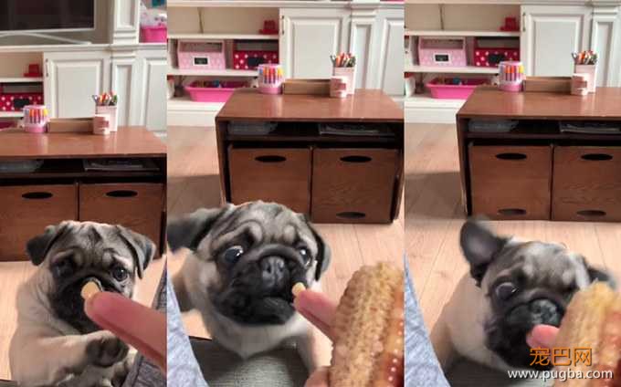 巴哥犬 挑食 宠巴网