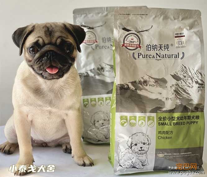 血统巴哥犬