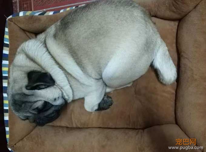 巴哥犬