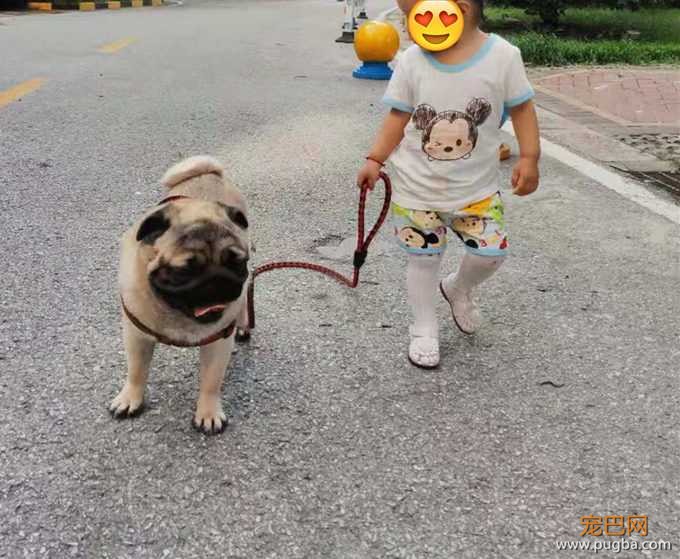 巴哥犬