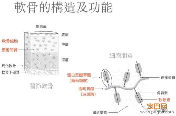 软骨构成