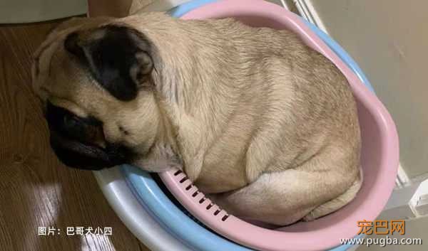2.巴哥犬