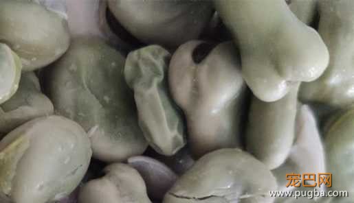 蚕豆.jpg