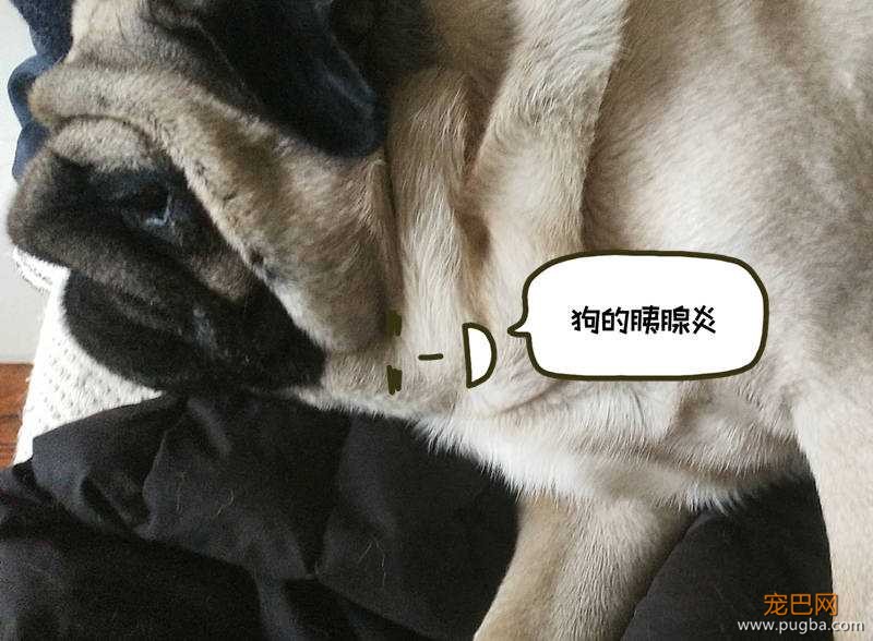胰腺炎_副本.jpg