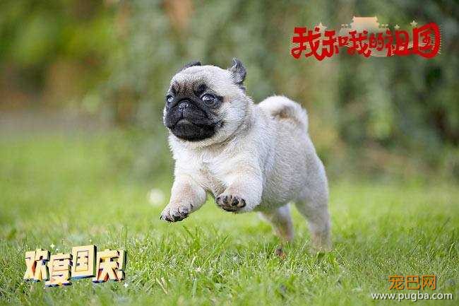 dog-05-je0078-01p_副本.jpg