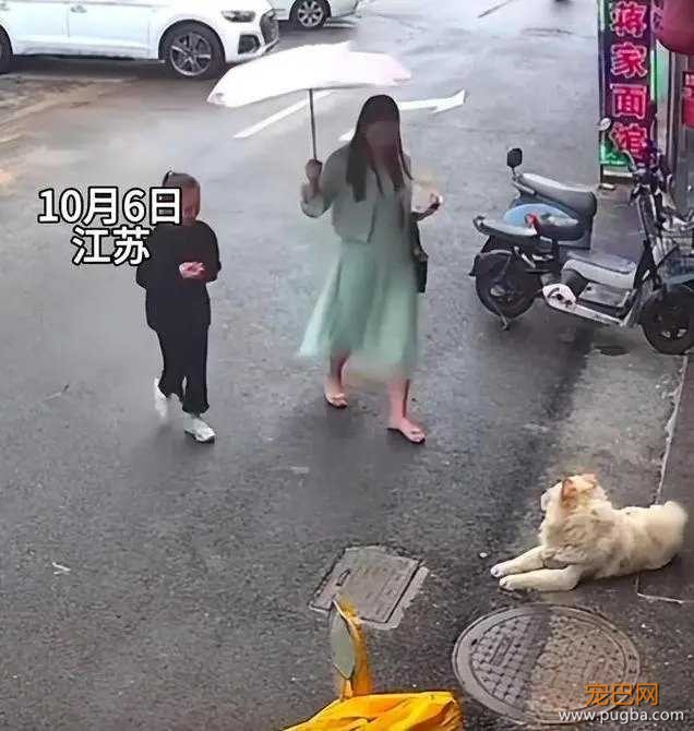 松狮撕咬.jpg