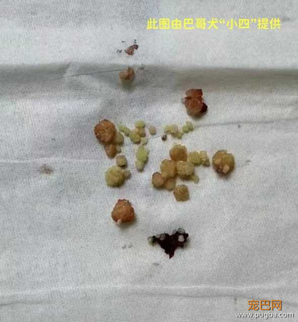 巴哥犬 鸟粪石结石.jpg
